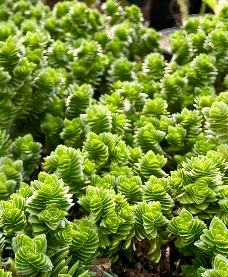 Crassula 'Spiralis'