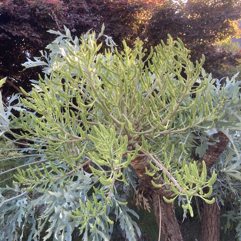 Cussonia paniculata ssp. sinuata