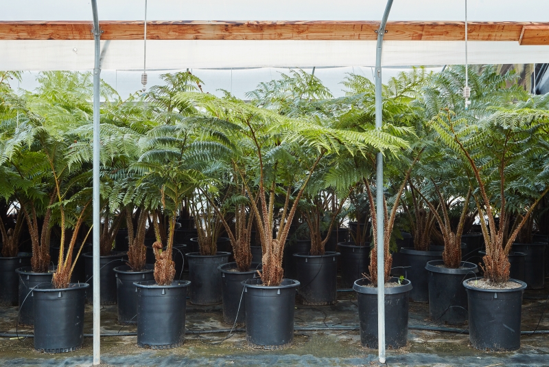 Cyathea cooperi