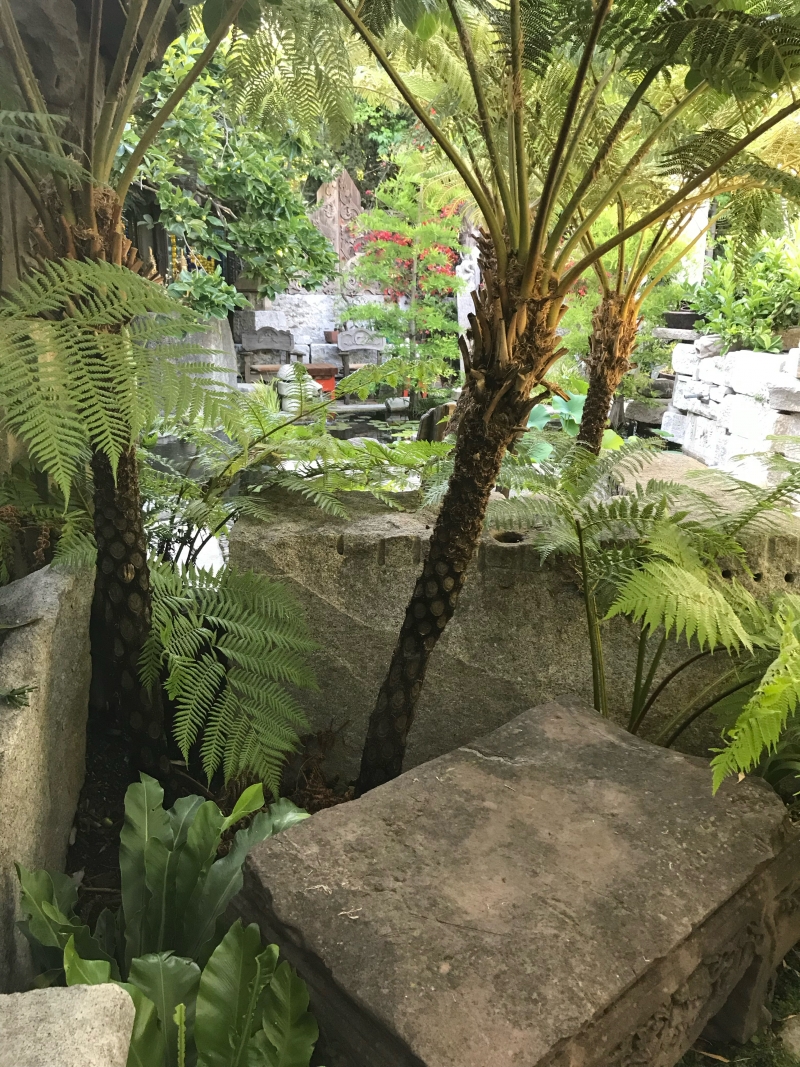 Cyathea cooperi