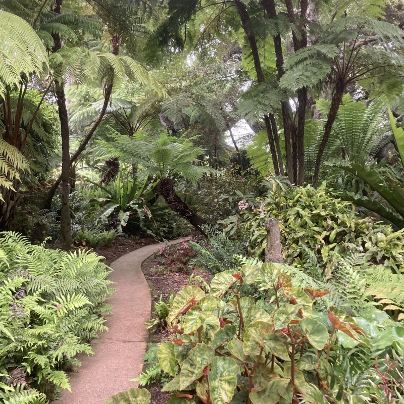 Cyathea cooperi