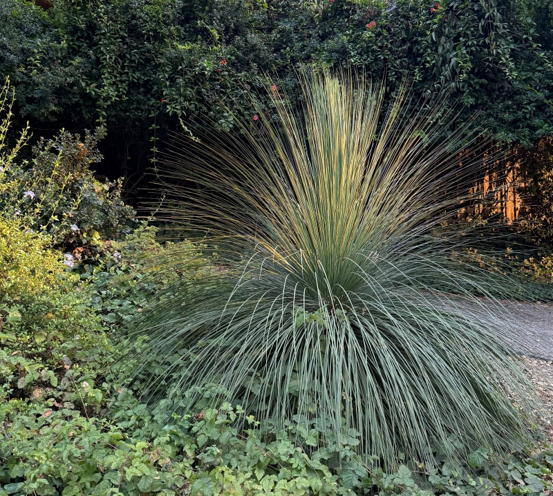 Dasylirion longissimum