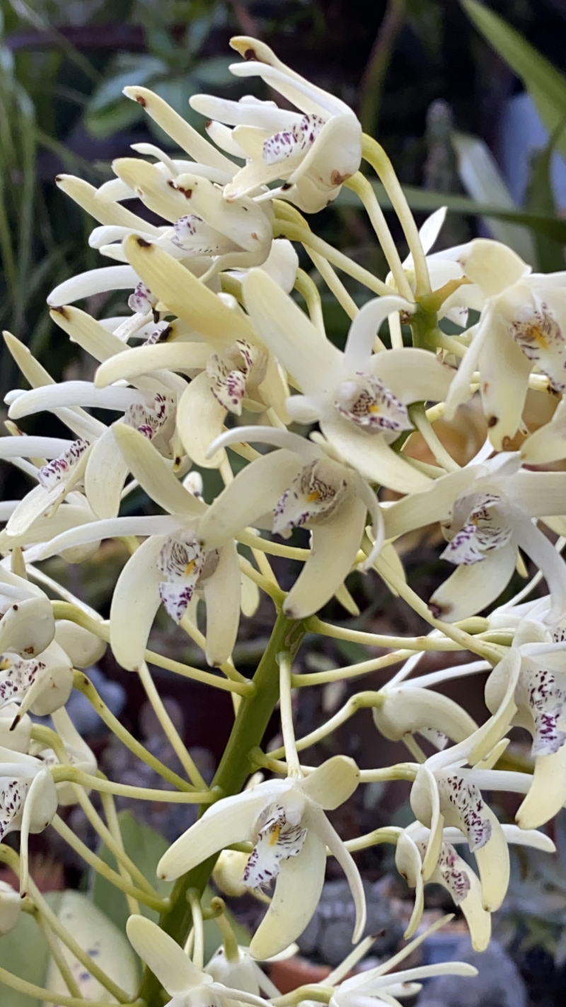 Dendrobium speciosum