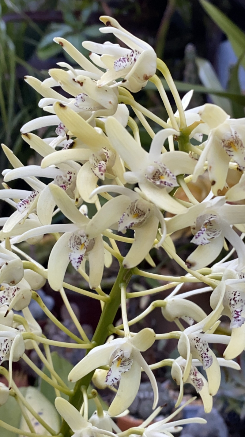 Dendrobium speciosum