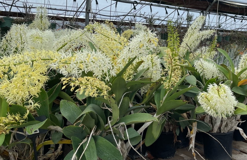 Dendrobium speciosum