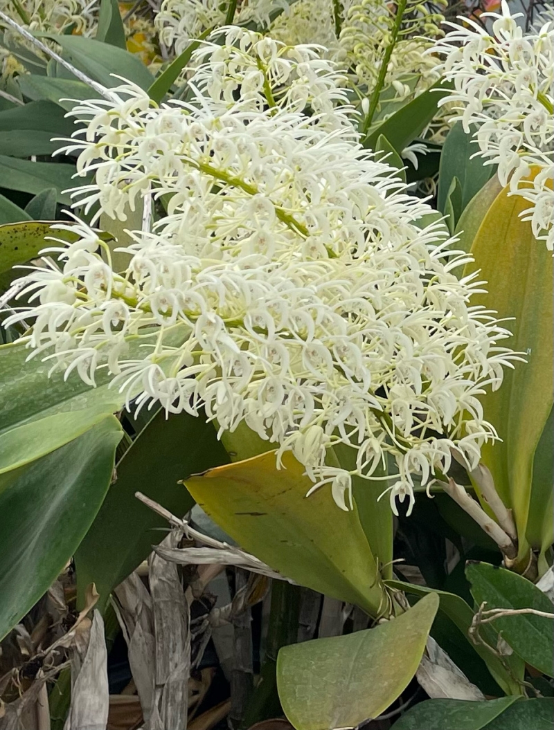 Dendrobium speciosum