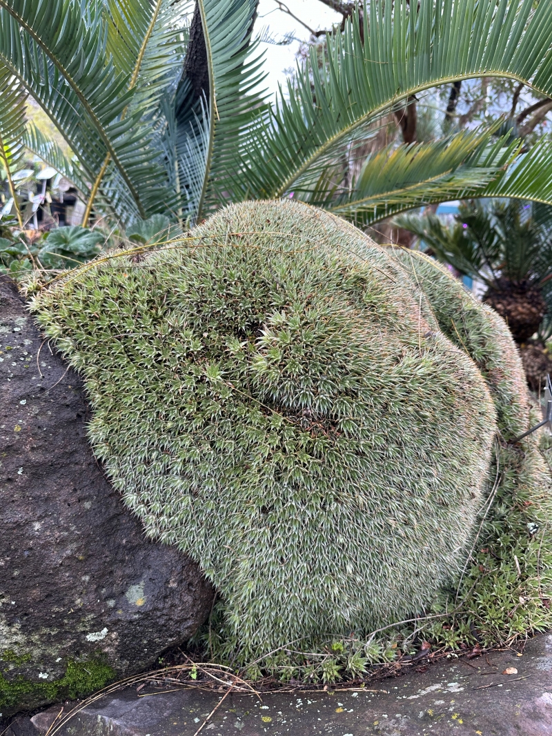 Deuterocohnia (Abromeitiella) brevifolia