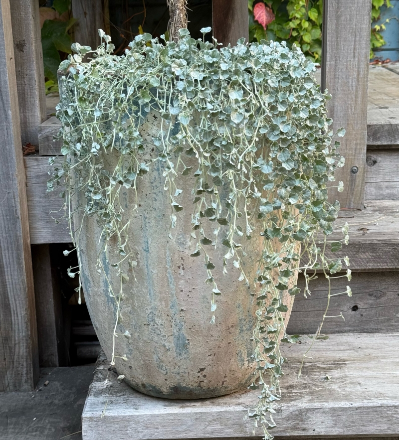 Dichondra 'Silver Falls'