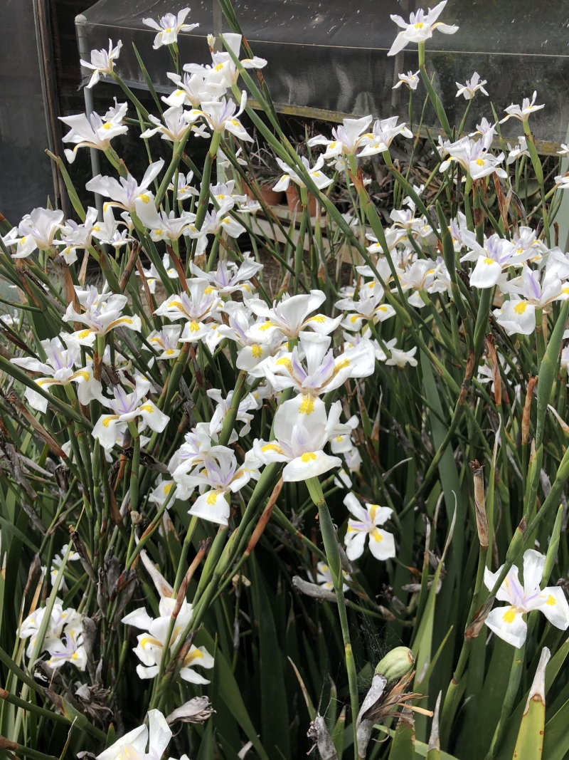 Dietes 'Jack Catlin'