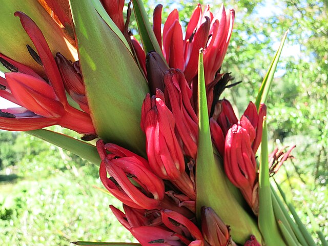 Doryanthes palmeri