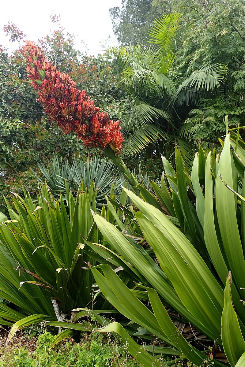 Doryanthes palmeri