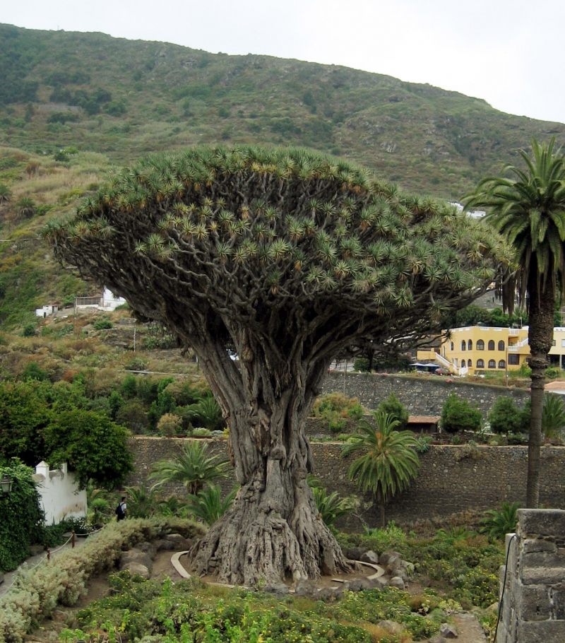 Dracaena draco