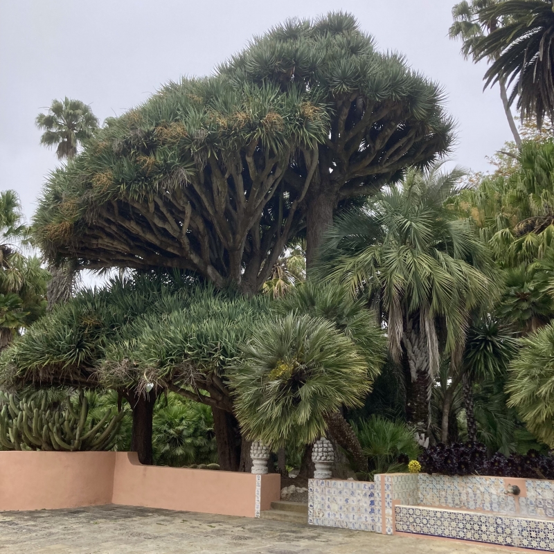 Dracaena draco