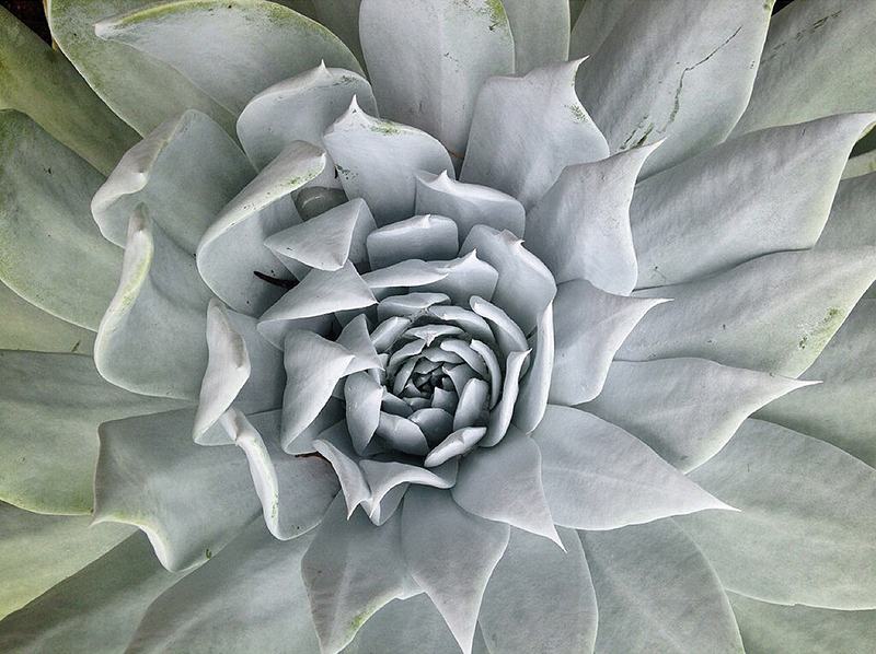 Dudleya brittonii