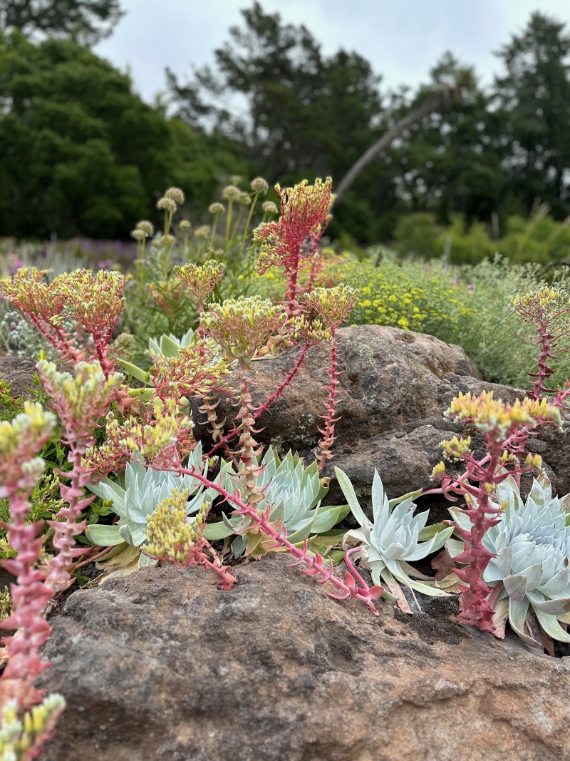 Dudleya brittonii