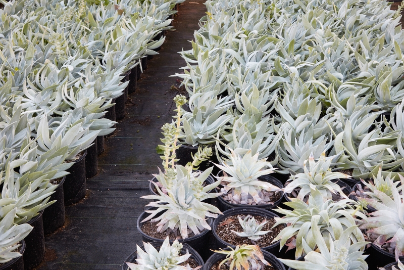 Dudleya brittonii