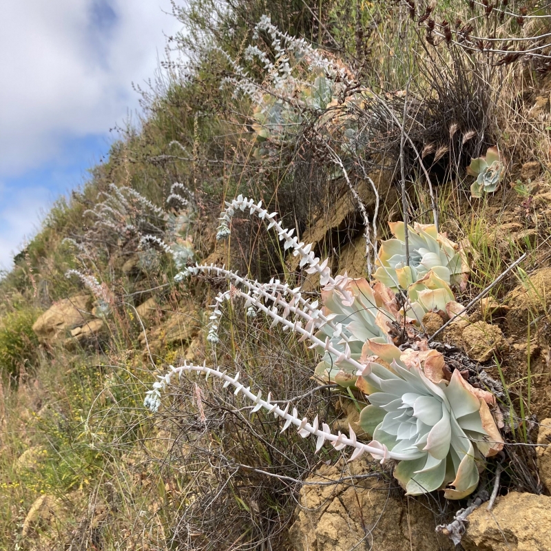 Dudleya pulverulenta