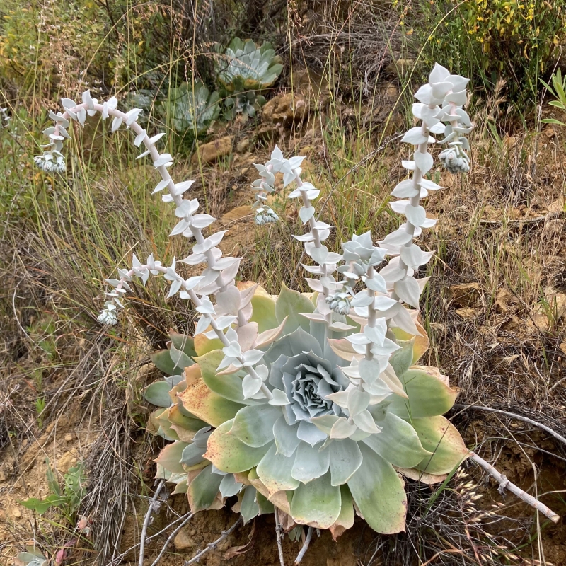 Dudleya pulverulenta