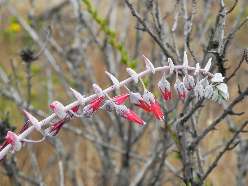 Dudleya pulverulenta