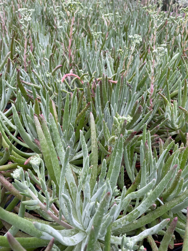 Dudleya virens