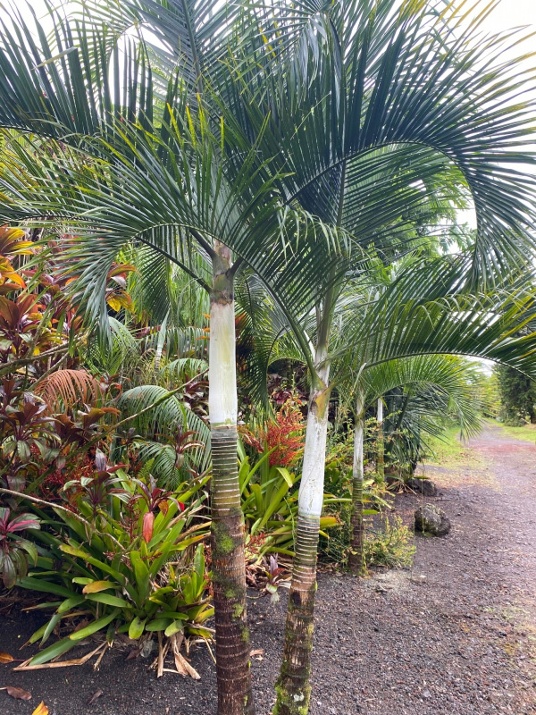 Dypsis ambositrae