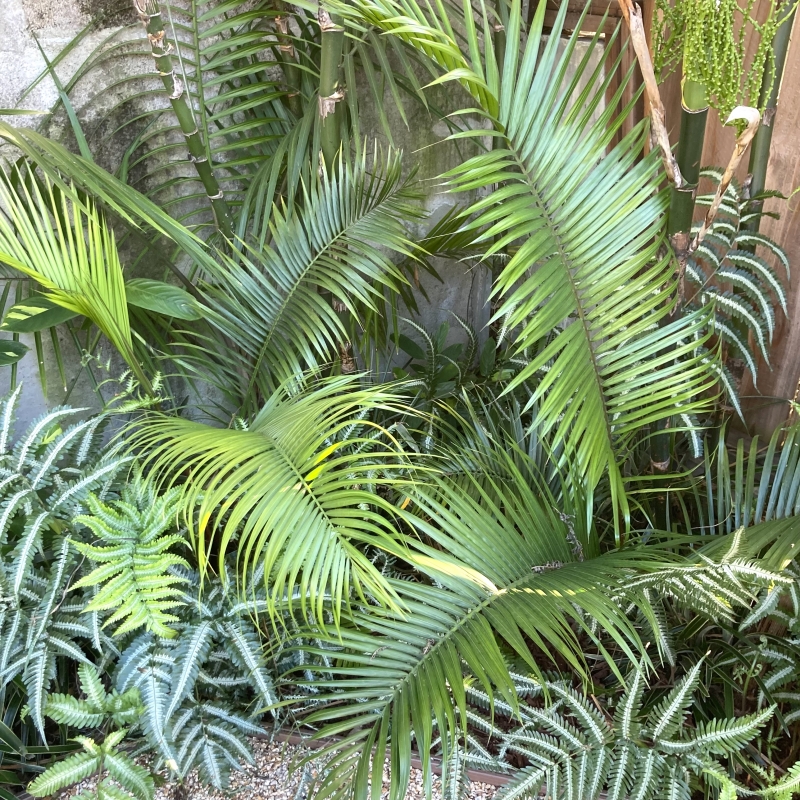 Dypsis ambositrae