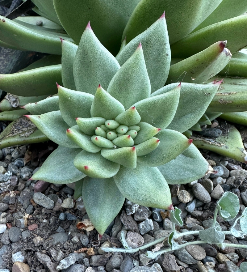 Echeveria agavoides 'Aquamarine'