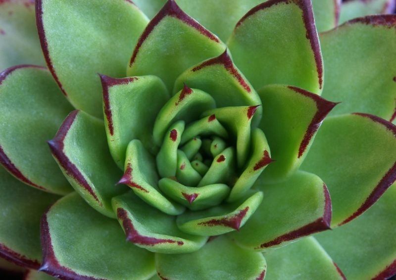 Echeveria agavoides 'Lipstick'