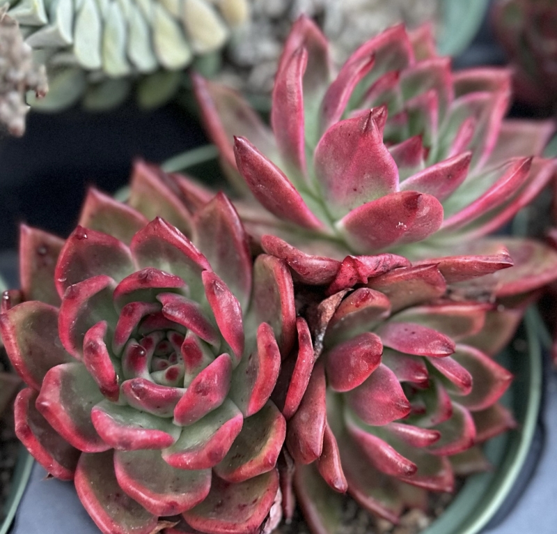 Echeveria agavoides 'Scarlet'