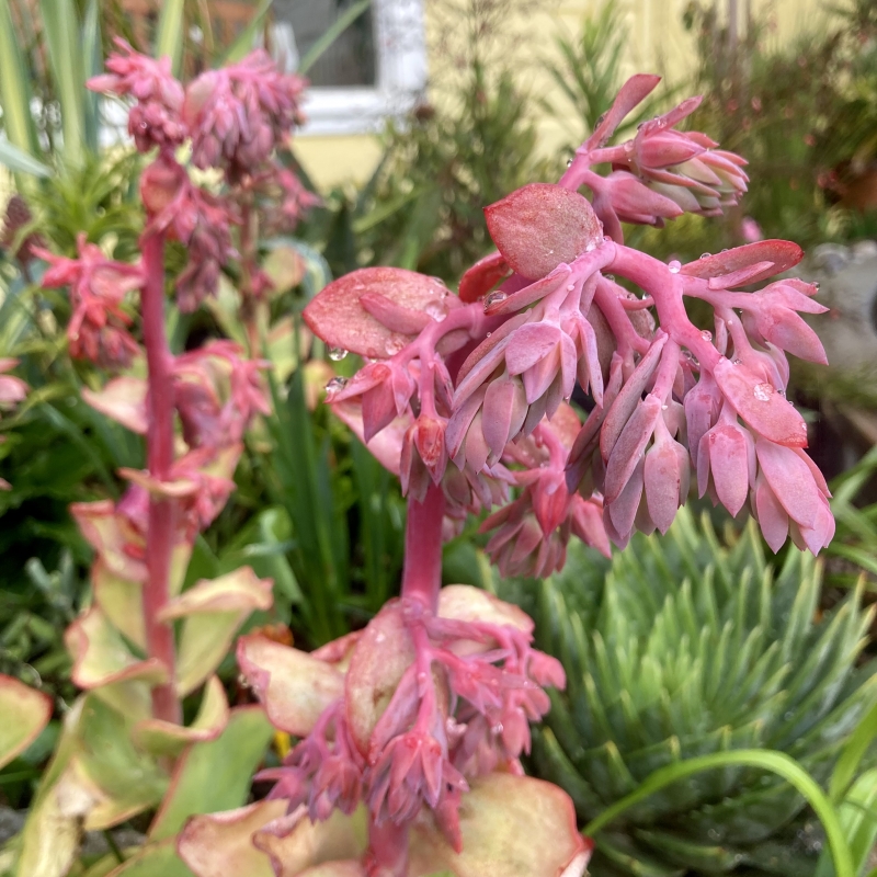 Echeveria 'Green Spoon'