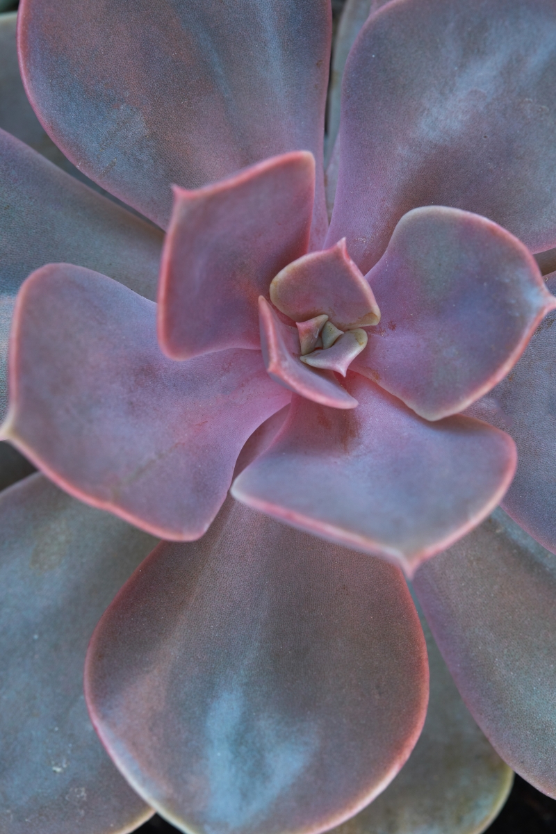 Echeveria 'Perle Von Nurnberg'