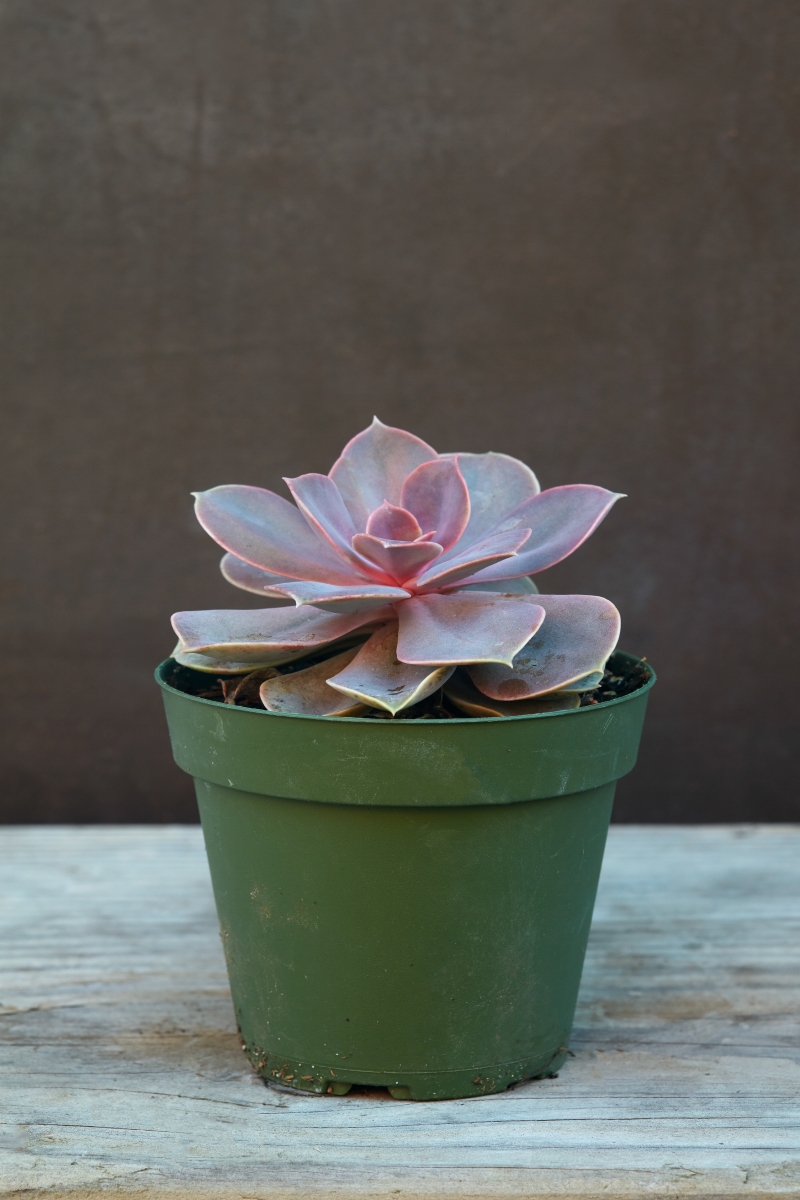 Echeveria 'Perle Von Nurnberg'