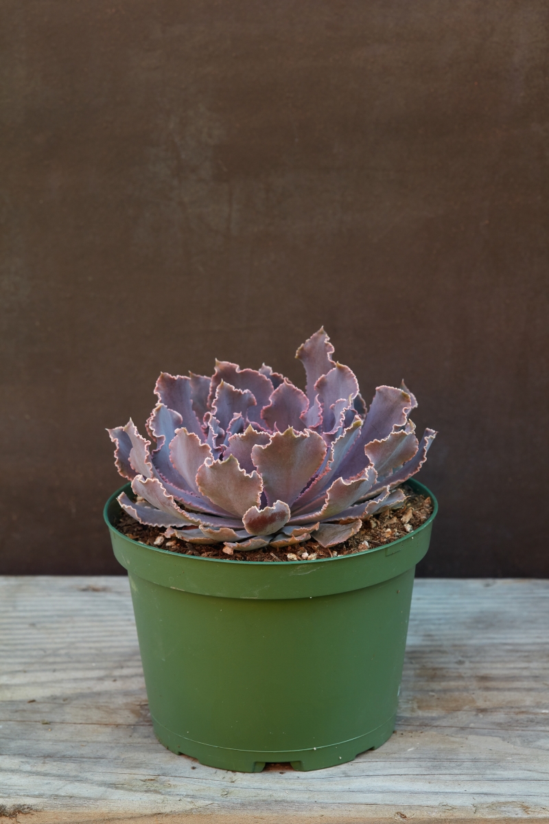 Echeveria 'Pink Frills'