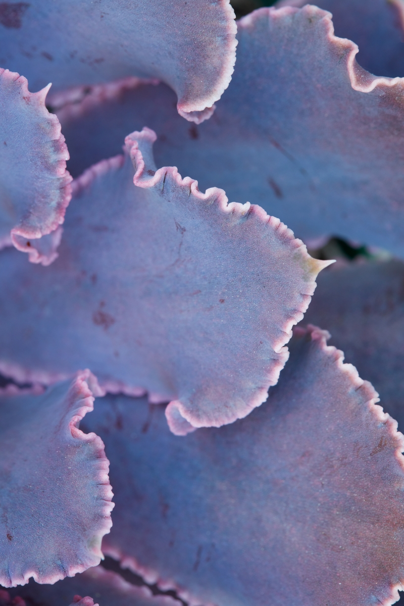 Echeveria 'Pink Frills'