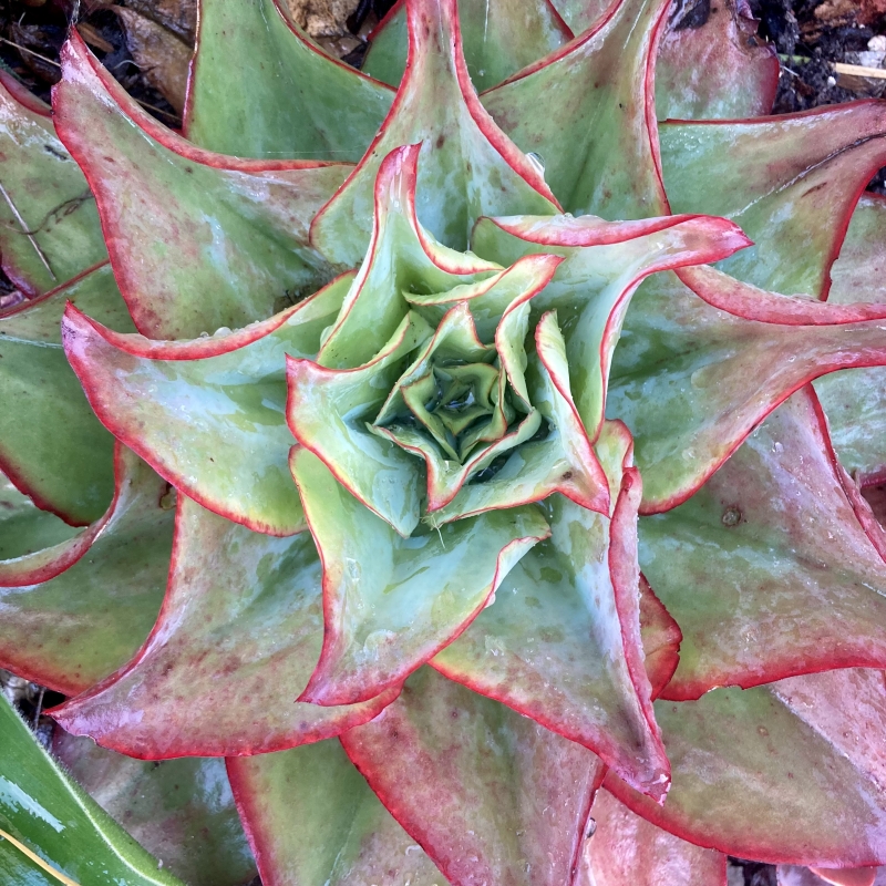 Echeveria subrigida