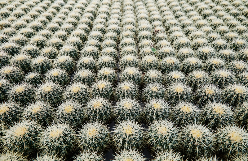 Echinocactus grusonii