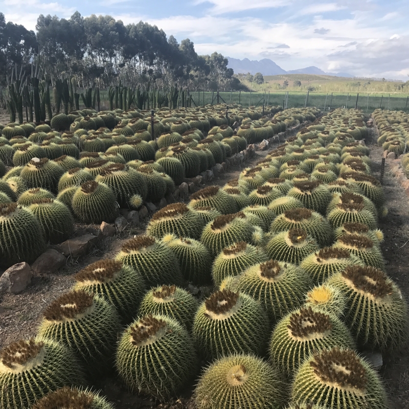 Echinocactus grusonii