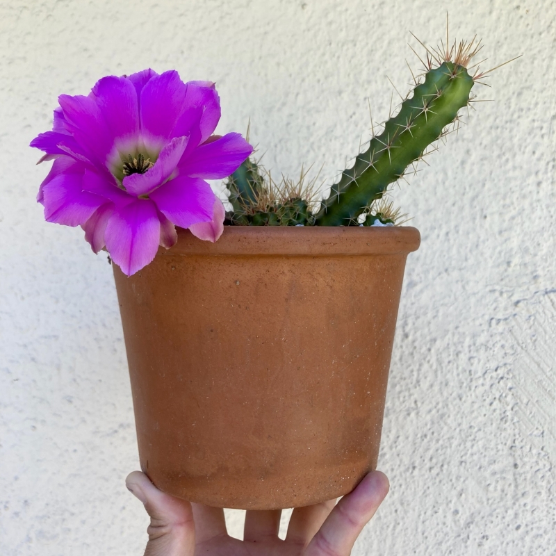 Echinocereus pentalophus