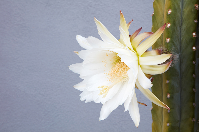 Echinopsis pachanoi 'San Pedro'