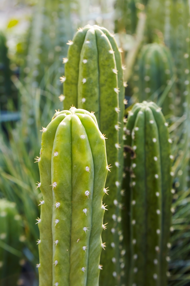 Echinopsis pachanoi 'San Pedro'