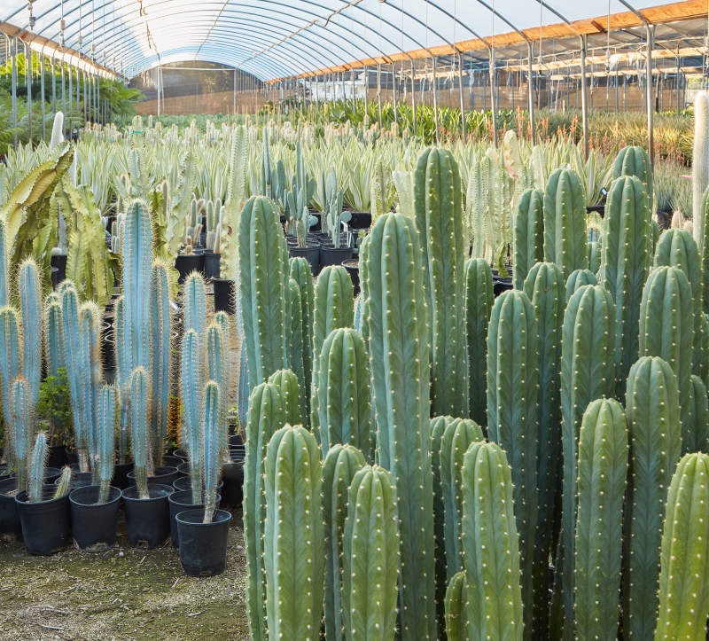 Echinopsis pachanoi 'San Pedro'