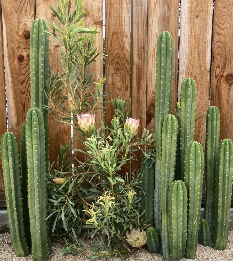 Echinopsis pachanoi 'San Pedro'