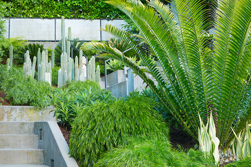 Encephalartos altensteinii