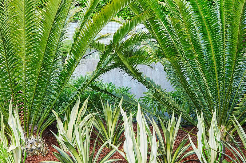 Encephalartos altensteinii