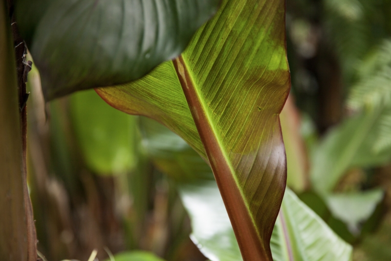 Ensete ventricosum 'Maurelii'