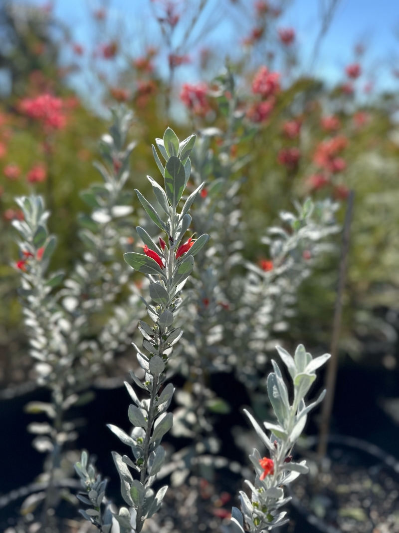 Eremophila glabra 'Fire and Ice'