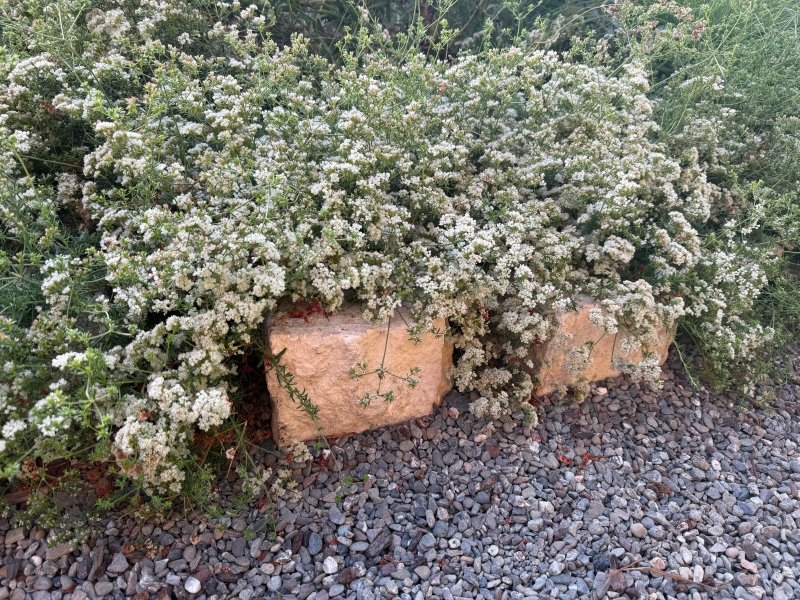 Eriogonium fasciculatum 'Warriner Lytle'