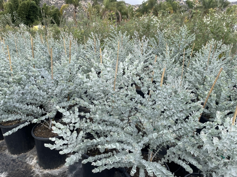 Eucalyptus albida