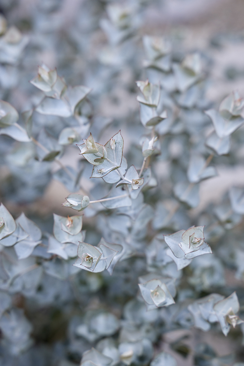 Eucalyptus lunata 'Moon Lagoon'