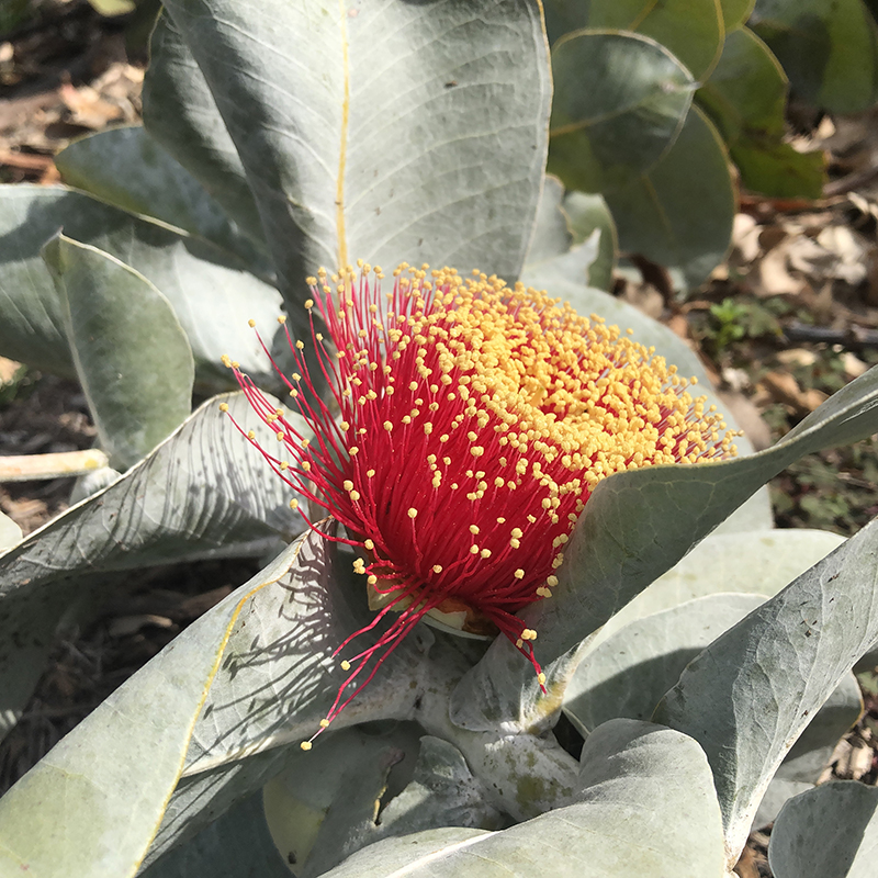 Eucalyptus macrocarpa